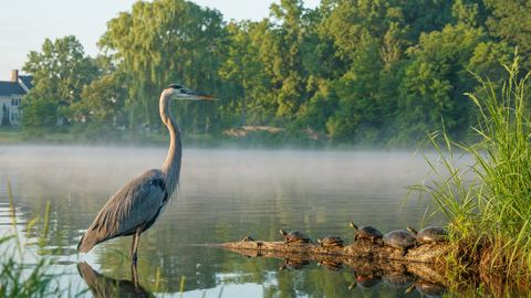 Fishing, Wildlife & the Lake's Story at Lake Accotink Park